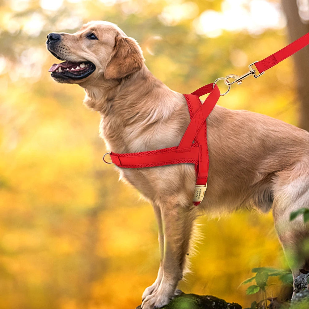 Harnais pour chien personnalisé sans traction