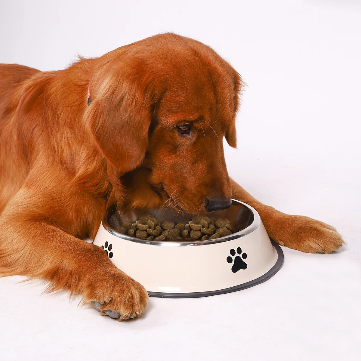 Gamelle pour animaux de compagnie en acier inoxydable