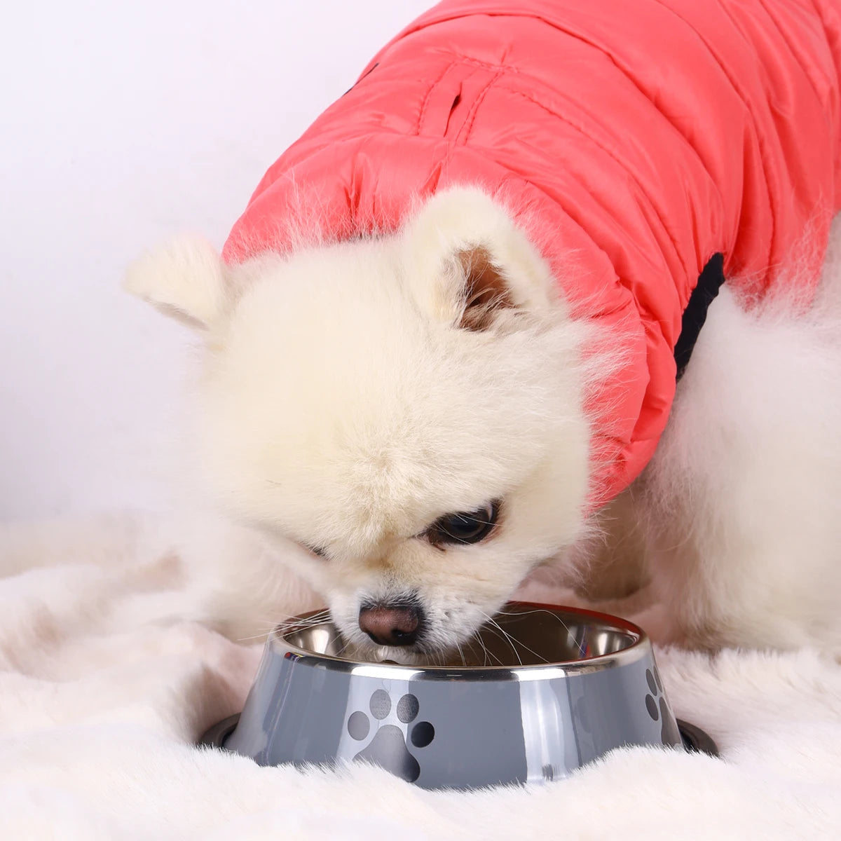 Gamelle pour animaux de compagnie en acier inoxydable